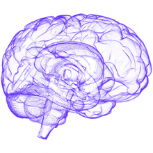 3D scan of brain shown in purple 